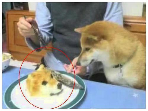 718黑瓜吃料狗头