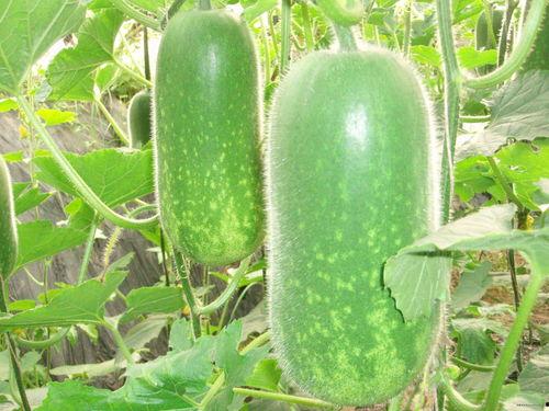 黑料每日大赛在线吃瓜