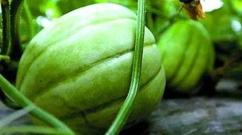 门黑料吃瓜区最新回放,揭秘幕后真相，带你走进事件核心